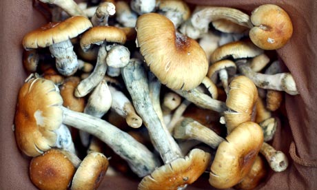 Magic-mushrooms-008.jpg