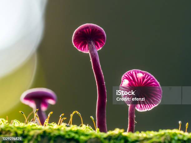 amethyst-deceiver-mushrooms.jpg