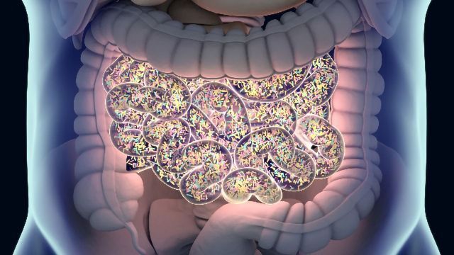 gut-microbiome-alterations-affect-als-outcomes-in-mice-334783.jpg