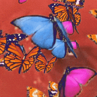 butterfly love GIF by Percolate Galactic